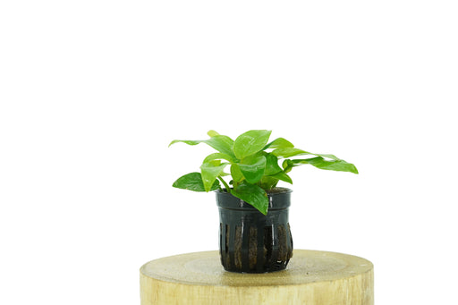 Anubias Species Golden - Potted