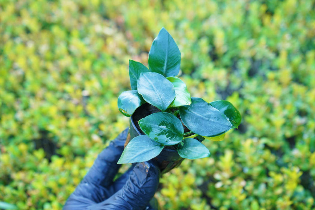 Anubias Nana Thick Leaf - Potted