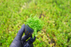 Dwarf Baby Tears- Hemianthus Callitrichoides Cuba - Potted