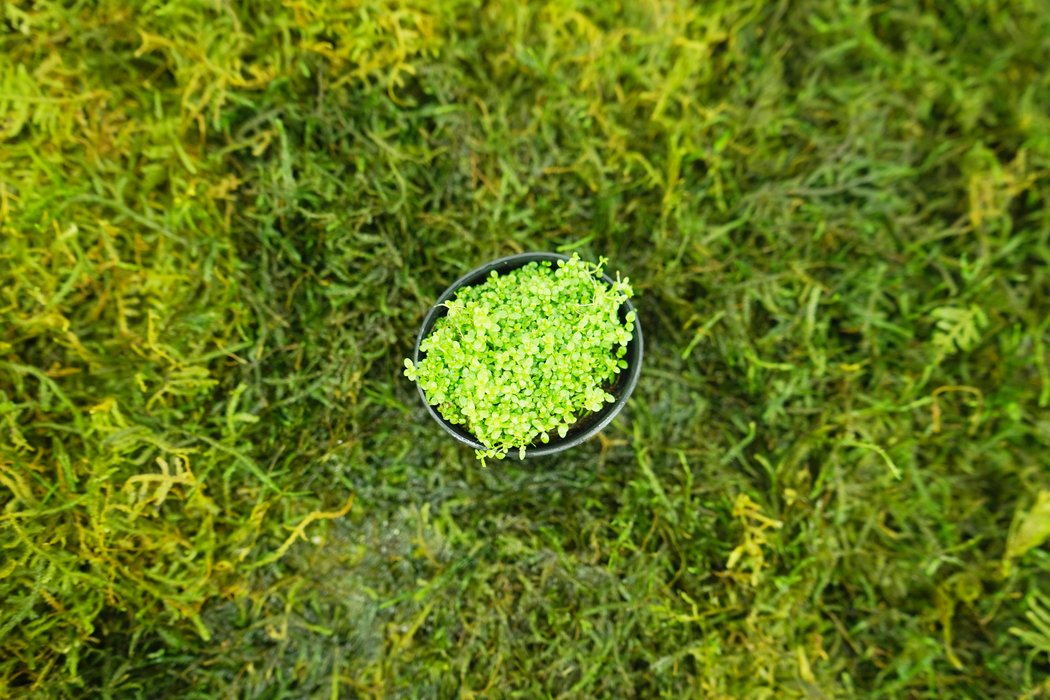 Dwarf Baby Tears- Hemianthus Callitrichoides Cuba - Potted