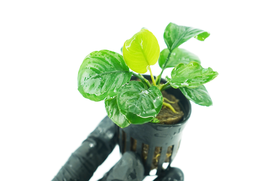 Anubias Barteri Round Leaves - Potted