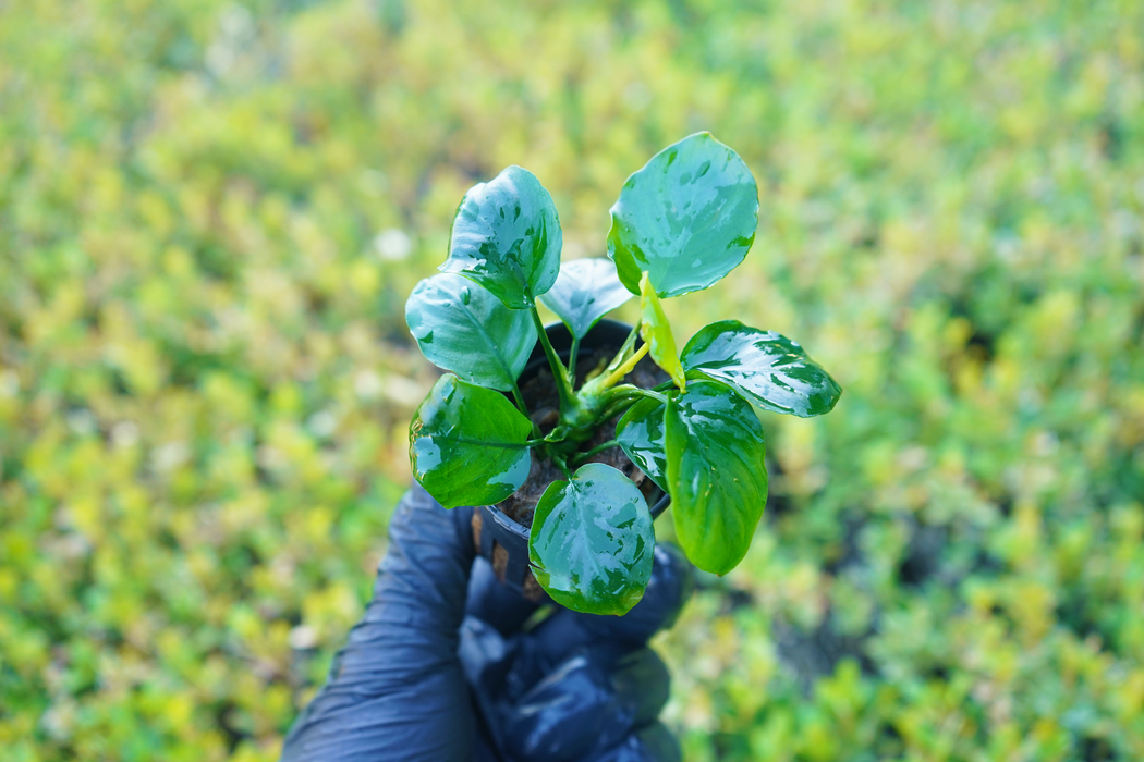 Anubias Barteri Round Leaves - Potted