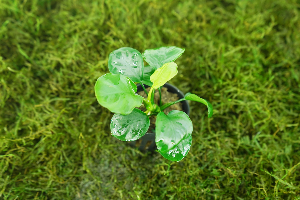 Anubias Barteri Round Leaves - Potted