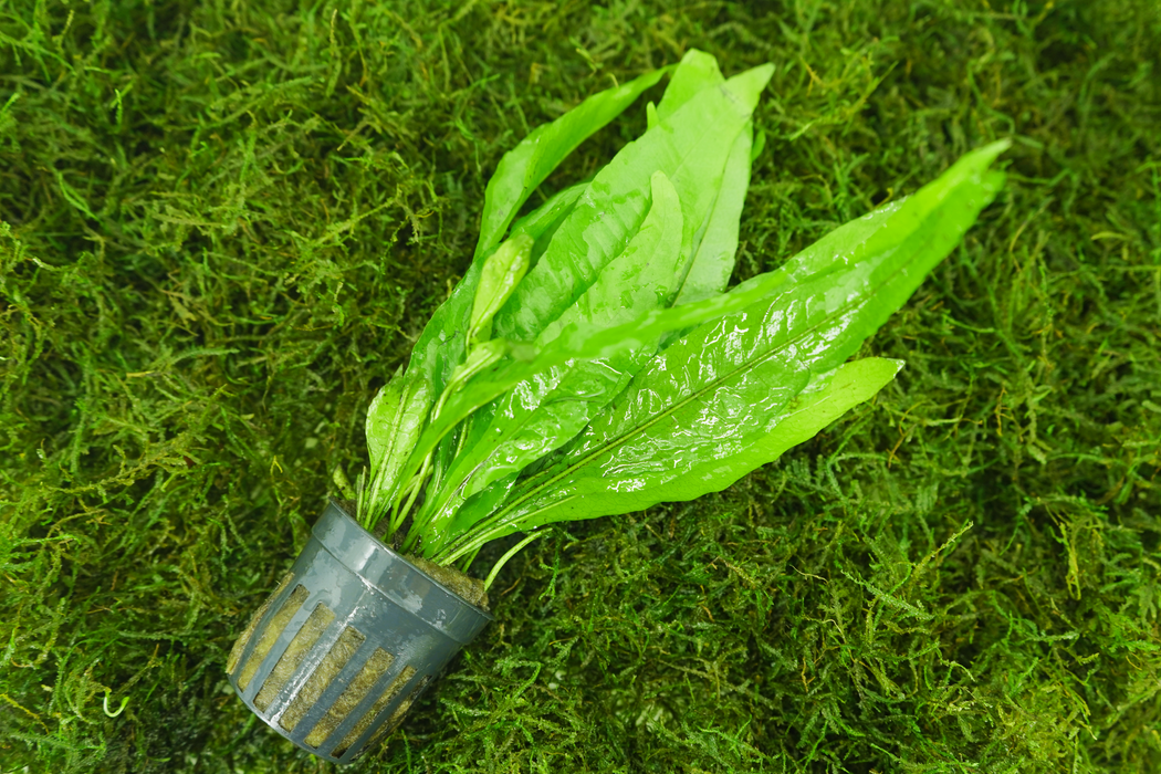 Java Fern - Microsorum Pteropus (L) - Potted