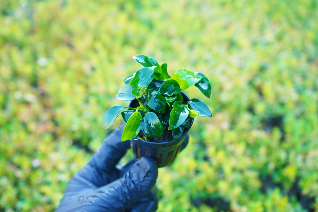 Anubias Nana Petite - Potted