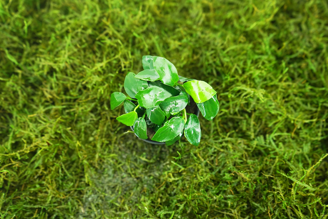 Anubias Nana Petite - Potted