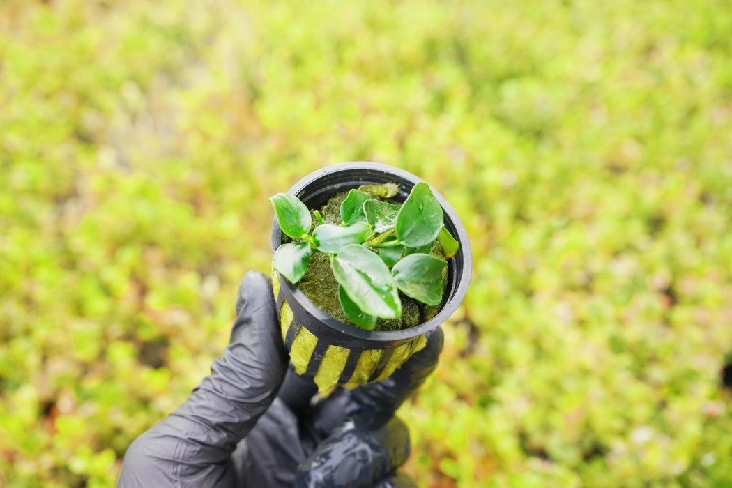 Anubias Nana Petite - Florida - Potted