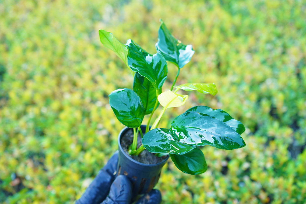 Anubias Barteri Var. Nana - Potted