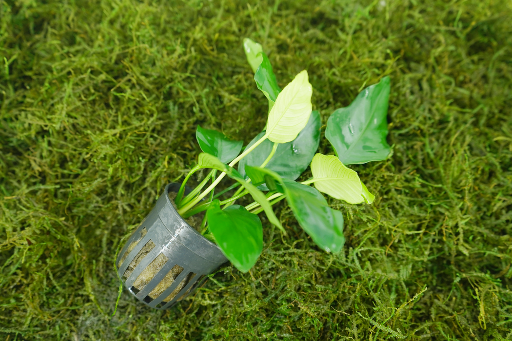 Anubias Barteri Var. Nana - Potted