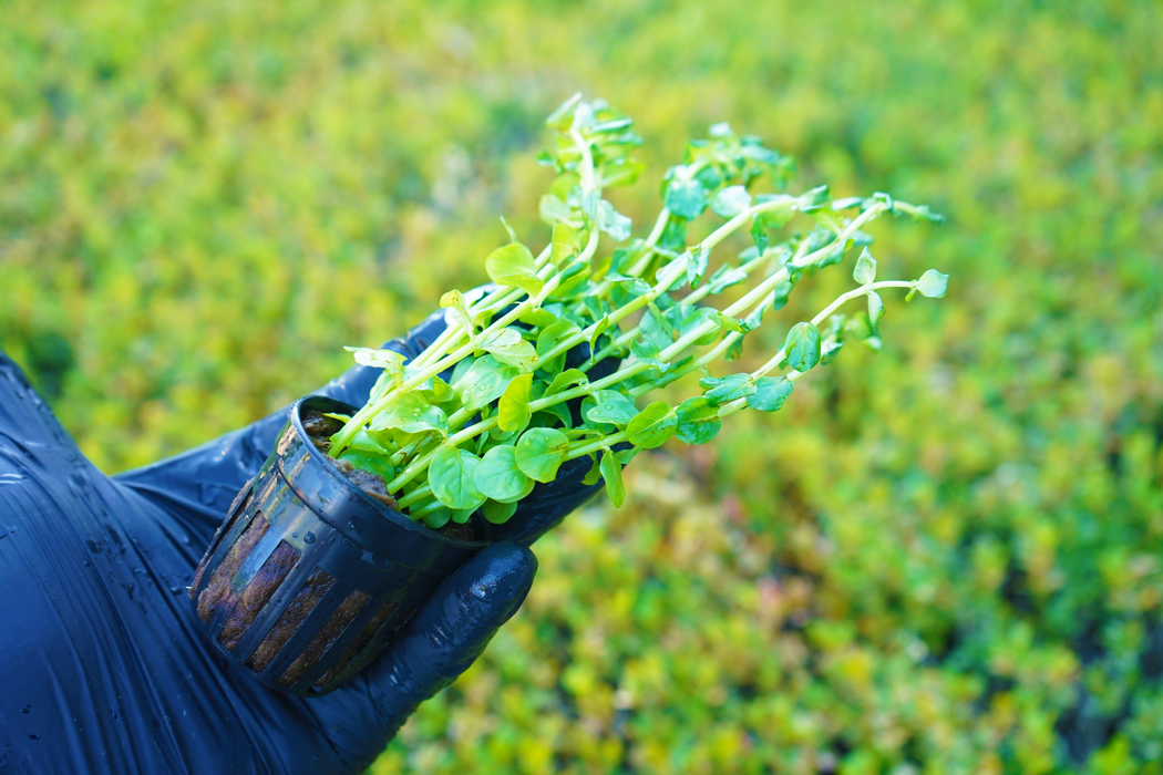 Rotala Indica Green - Potted