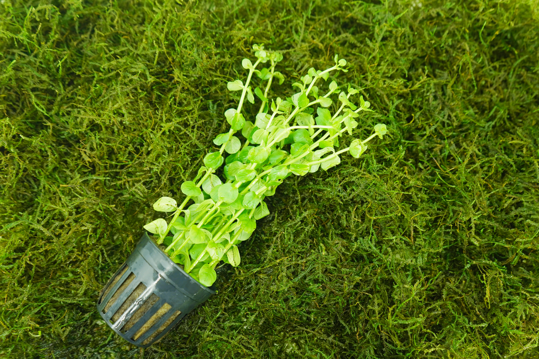 Rotala Indica Green - Potted