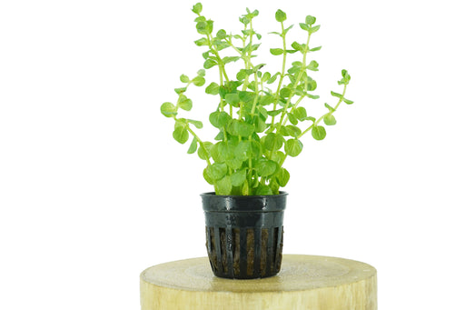 Rotala Indica Green - Potted