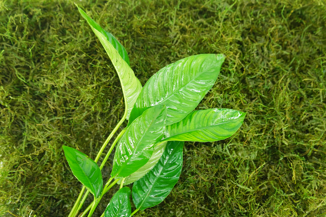 Anubias Heterophylla - Potted