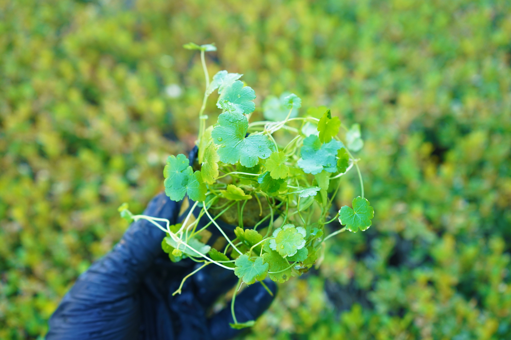 Dwarf Pennywort - Hydrocotyle Tripartita Japan - Potted