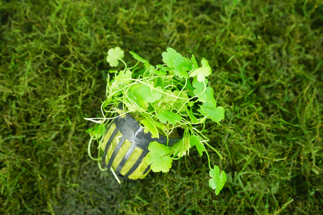 Dwarf Pennywort - Hydrocotyle Tripartita Japan - Potted