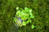 Dwarf Pennywort - Hydrocotyle Tripartita Japan - Potted