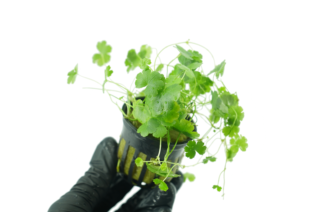 Dwarf Pennywort - Hydrocotyle Tripartita Japan - Potted — GreenproAquatic