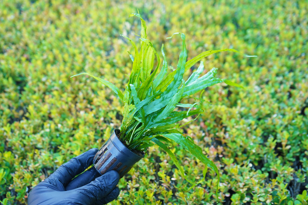 Java Fern Trident- Microsorum Pteropus Trident - Potted