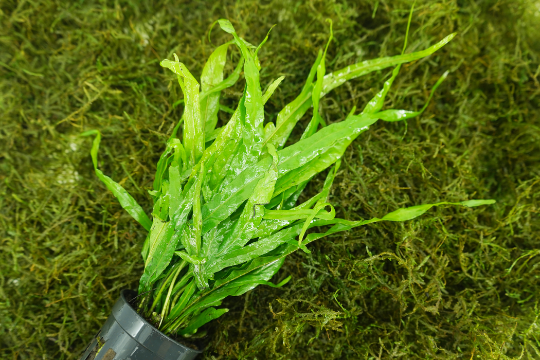 Java Fern Trident- Microsorum Pteropus Trident - Potted