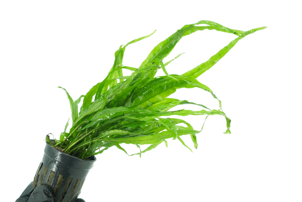 Java Fern Trident- Microsorum Pteropus Trident - Potted — GreenproAquatic