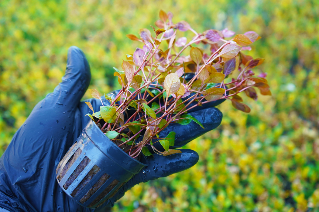 Ludwigia Repens Rubin - Potted