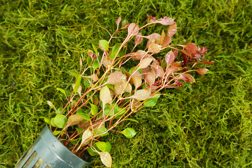 Ludwigia Repens Rubin - Potted