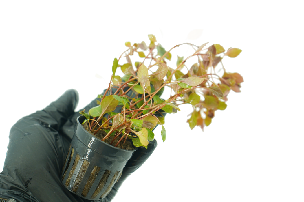 Ludwigia Repens Rubin - Potted