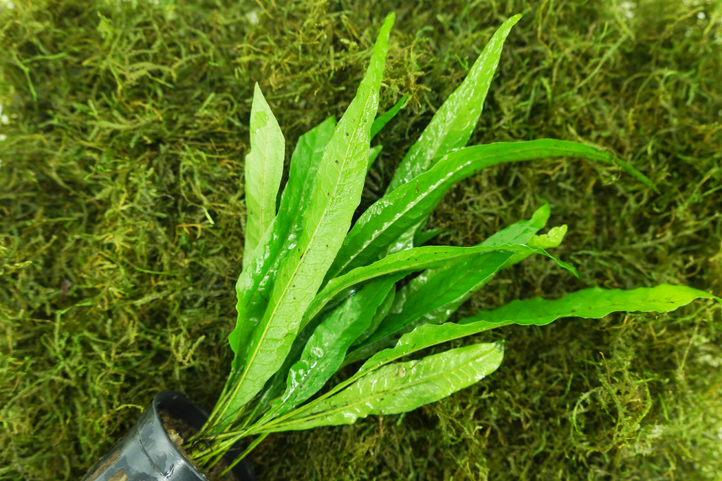 Java Fern Philippine - Microsorum Pteropus Philippine - Potted