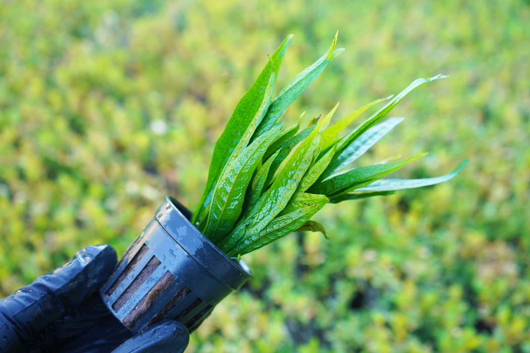 Java Fern Hardy Leaf - Microsorum Pteropus sp Hardy Leaf - Potted