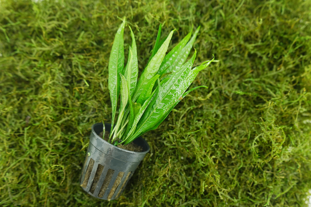 Java Fern Hardy Leaf - Microsorum Pteropus sp Hardy Leaf - Potted