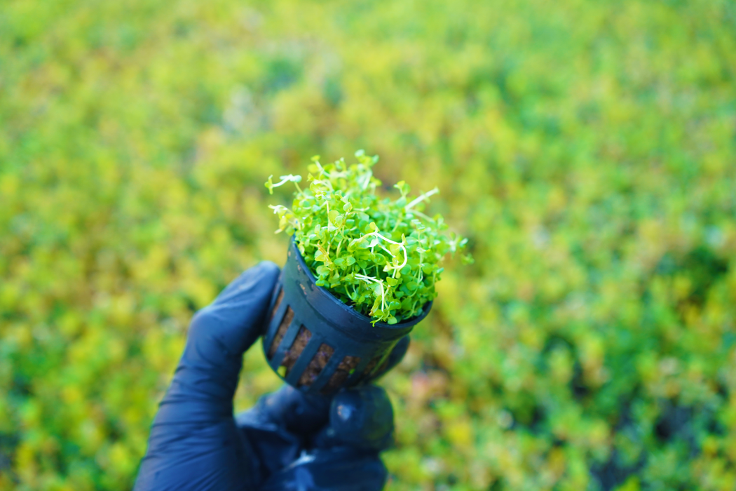 Micranthemum Monte Carlo - Potted