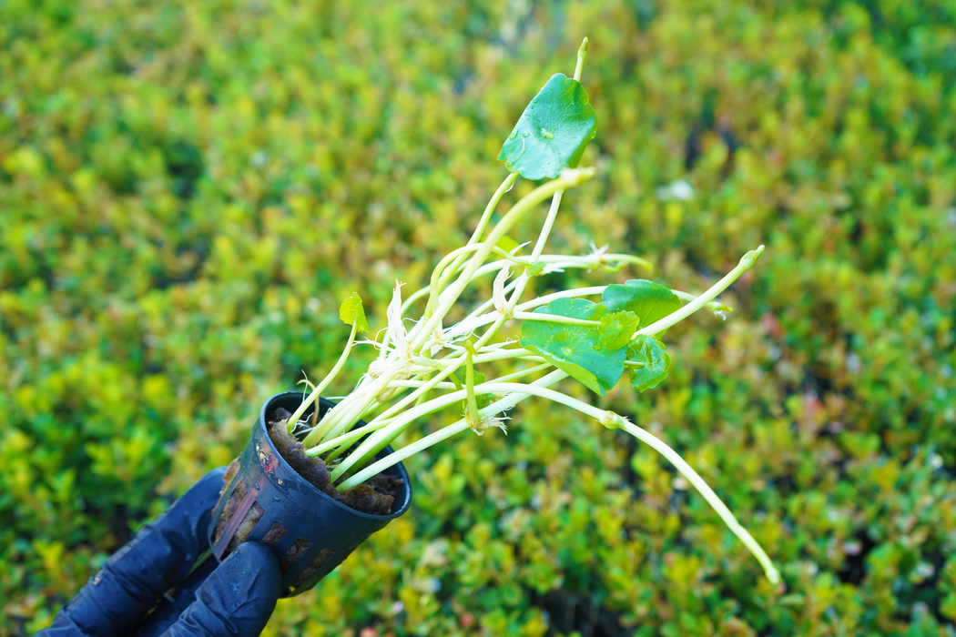 Whorled Pennywort - Hydrocotyle Verticillata - Potted