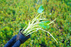 Whorled Pennywort - Hydrocotyle Verticillata - Potted