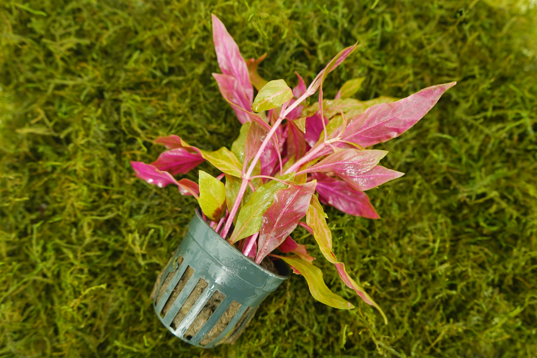 Alternanthera Reineckii Rosanervig - Potted