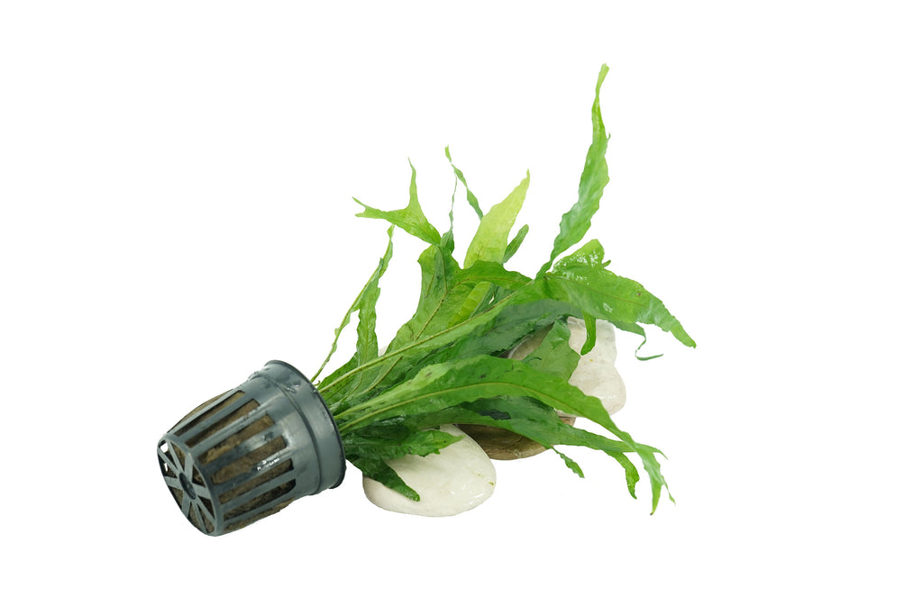 Java Fern Thor's Hammer- Microsorum Pteropus Thor's Hammer - Potted ...