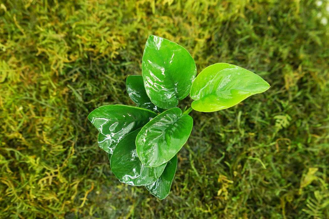 Anubias Barteri Butterfly - Potted