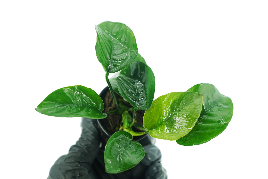 Anubias Barteri Butterfly - Potted