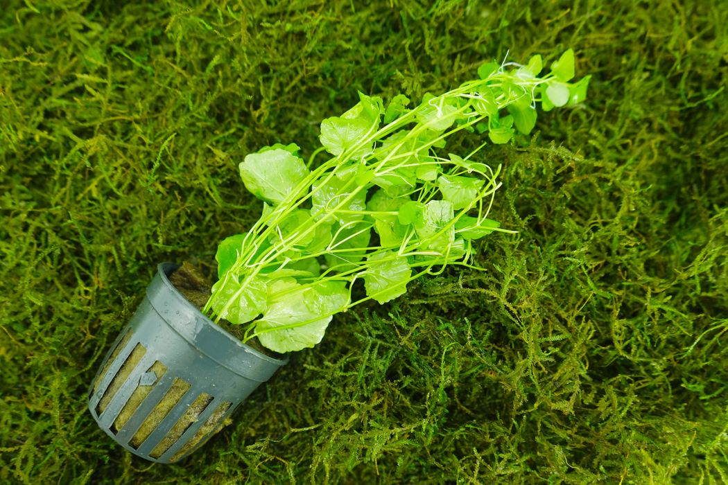 Cardamine Lyrata Vietnam - Potted