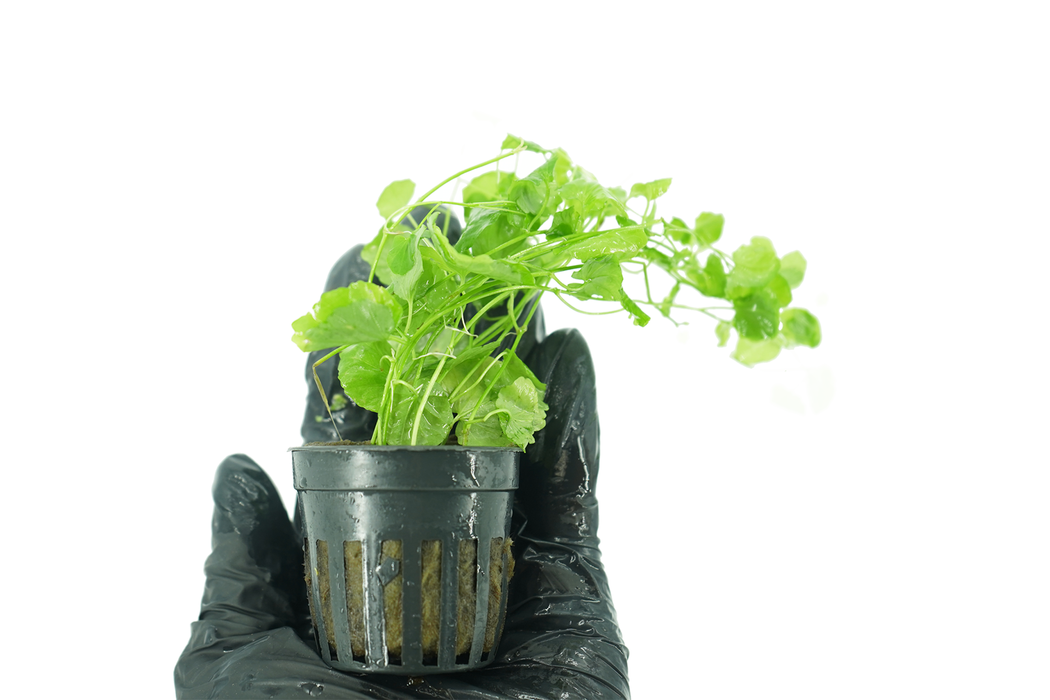 Cardamine Lyrata Vietnam - Potted