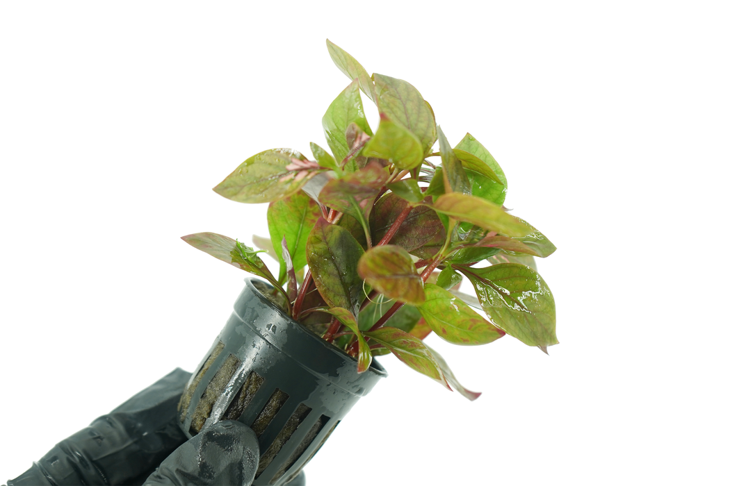 Alteranthera Reineckii Red Broad - Potted