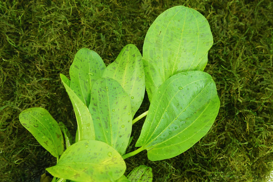 Echinodorus Yellow Sun - Potted