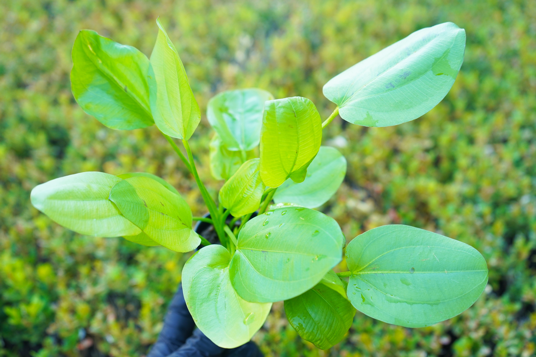 Echinodorus Yellow Sun - Potted