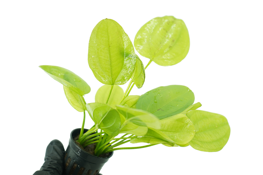 Echinodorus Yellow Sun - Potted