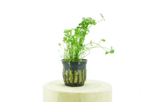 Four - Leaf Clover - Potted