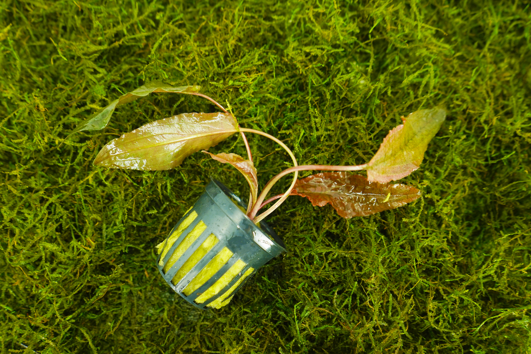 Cryptocoryne Flamingo - Potted