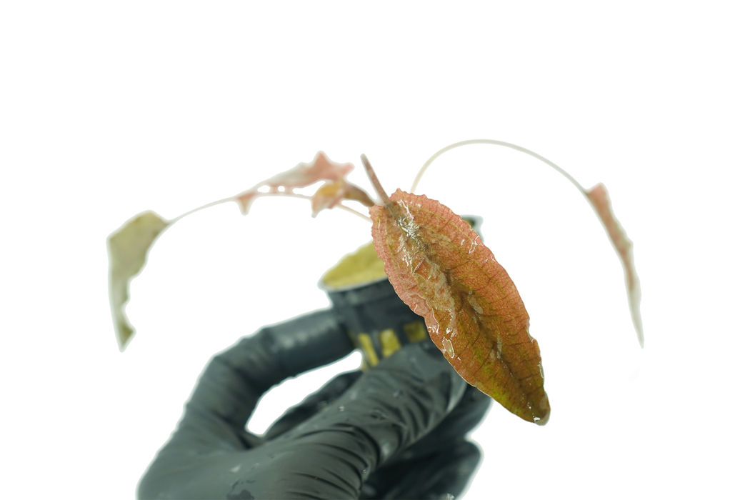 Cryptocoryne Flamingo - Potted