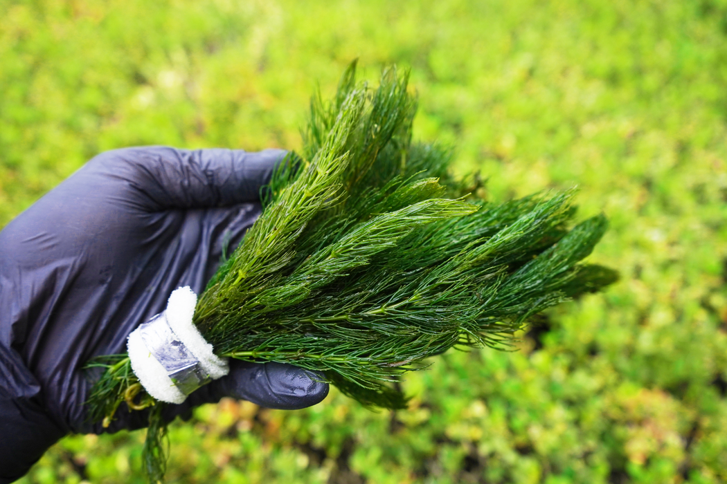 Hornwort - Ceratophyllum Demersum - Bundle