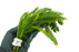 Hornwort - Ceratophyllum Demersum - Bundle