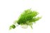 Hornwort - Ceratophyllum Demersum - Bundle