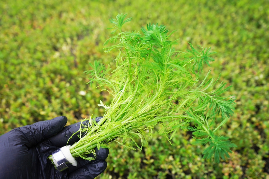 Parrot's Feather - Myriophyllum Aquaticum - Bundle